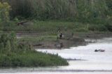 20060521_siberische taling_Durgerdam_2